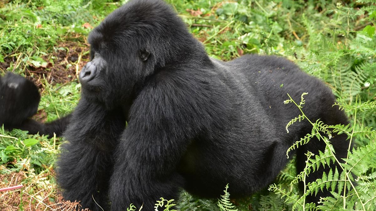 3 Days Gorilla Trekking Safari Bwindi | Uganda Gorilla Tour