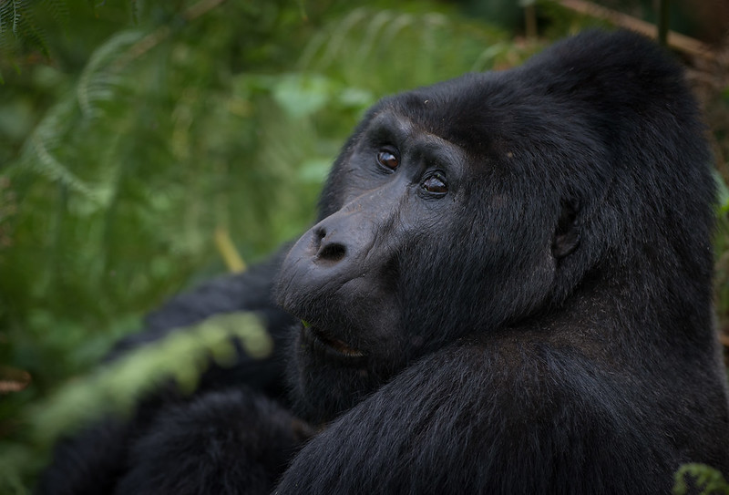 A Short 1 Day Uganda Gorilla Tour from Kigali/ Kabale  
