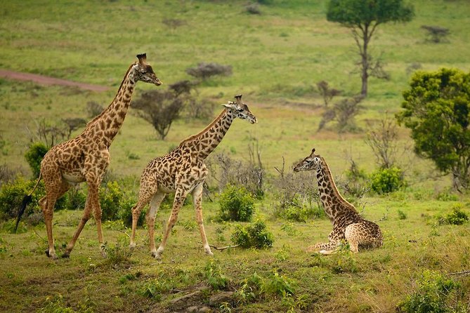 1 day Arusha National Park Safari