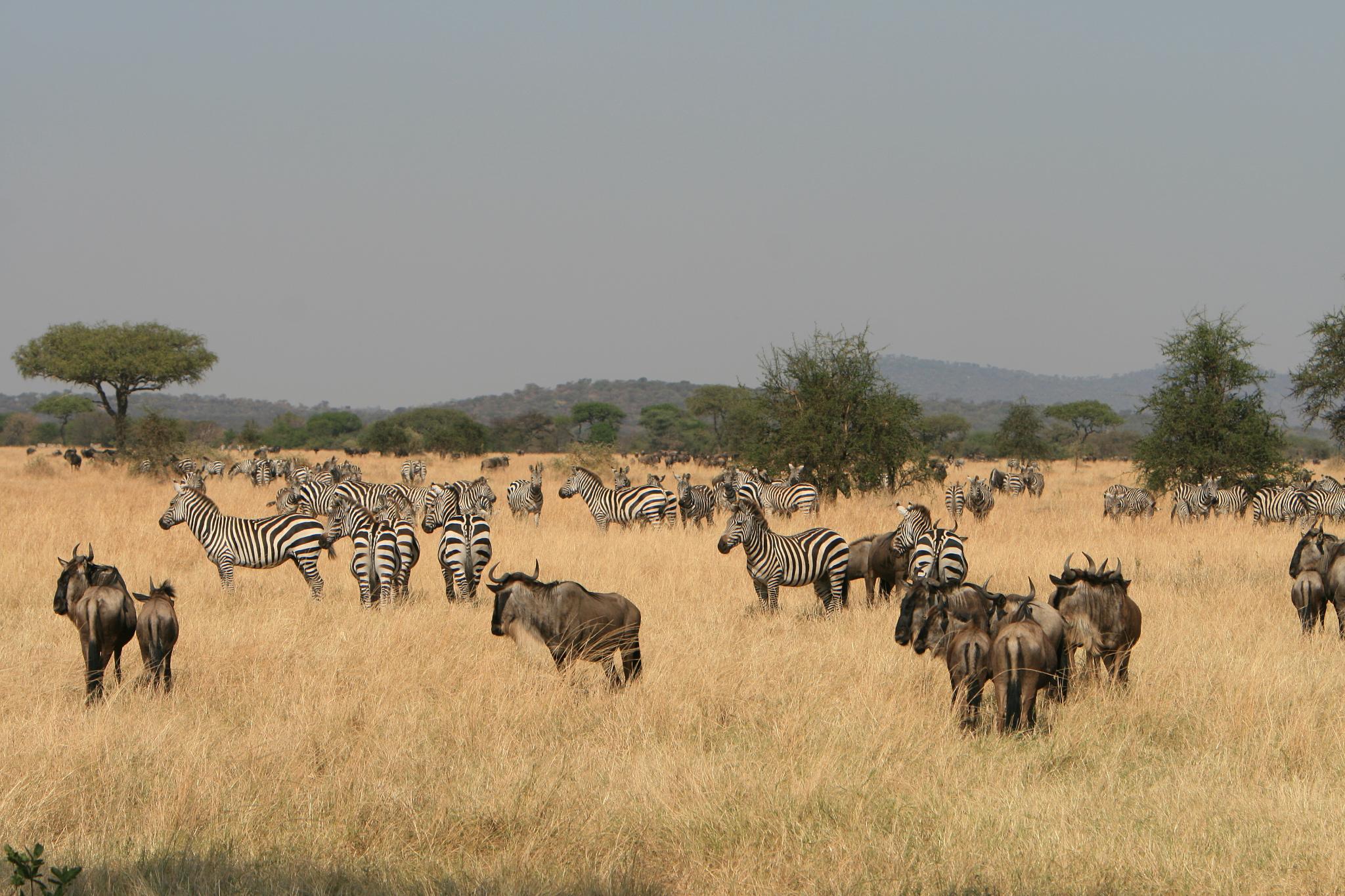 3 Days Serengeti Safari (Drive in -Drive in Serengeti Safari Tour)
