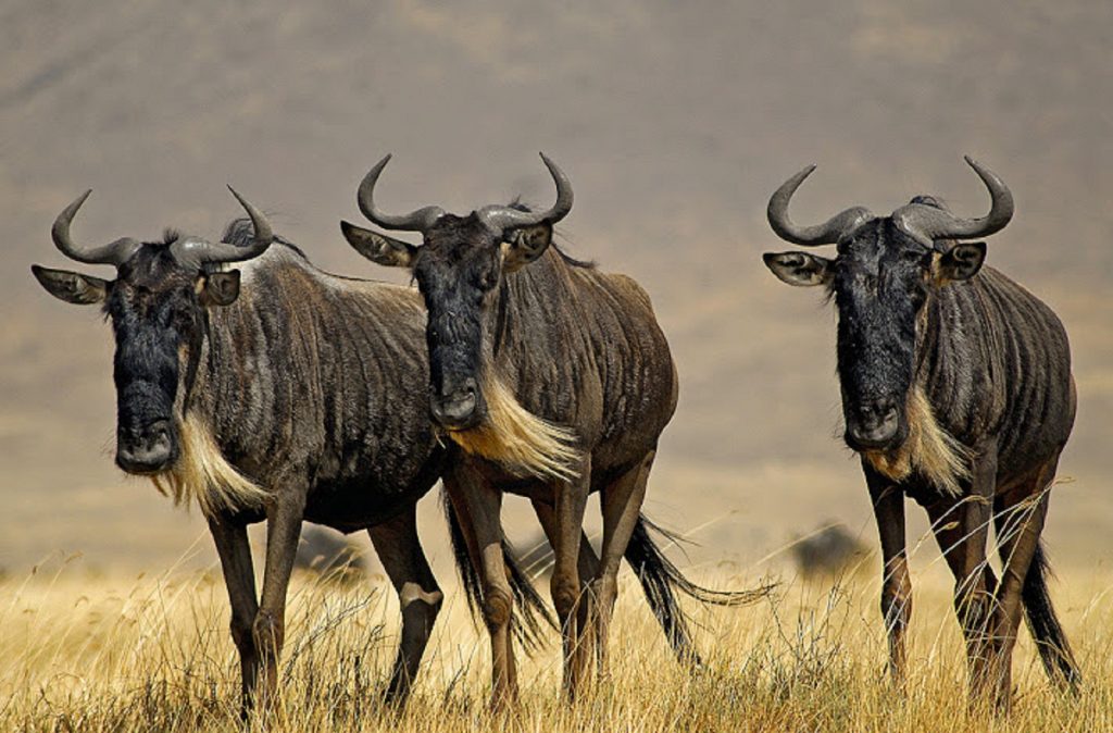 3 Day Western Corridor Wildebeest Migration Safari (May, June -Early July)
