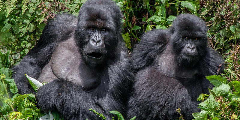 1 Day Rwanda Gorilla Trekking Tour