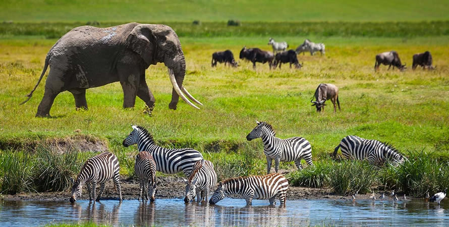 5 Days Serengeti National Park