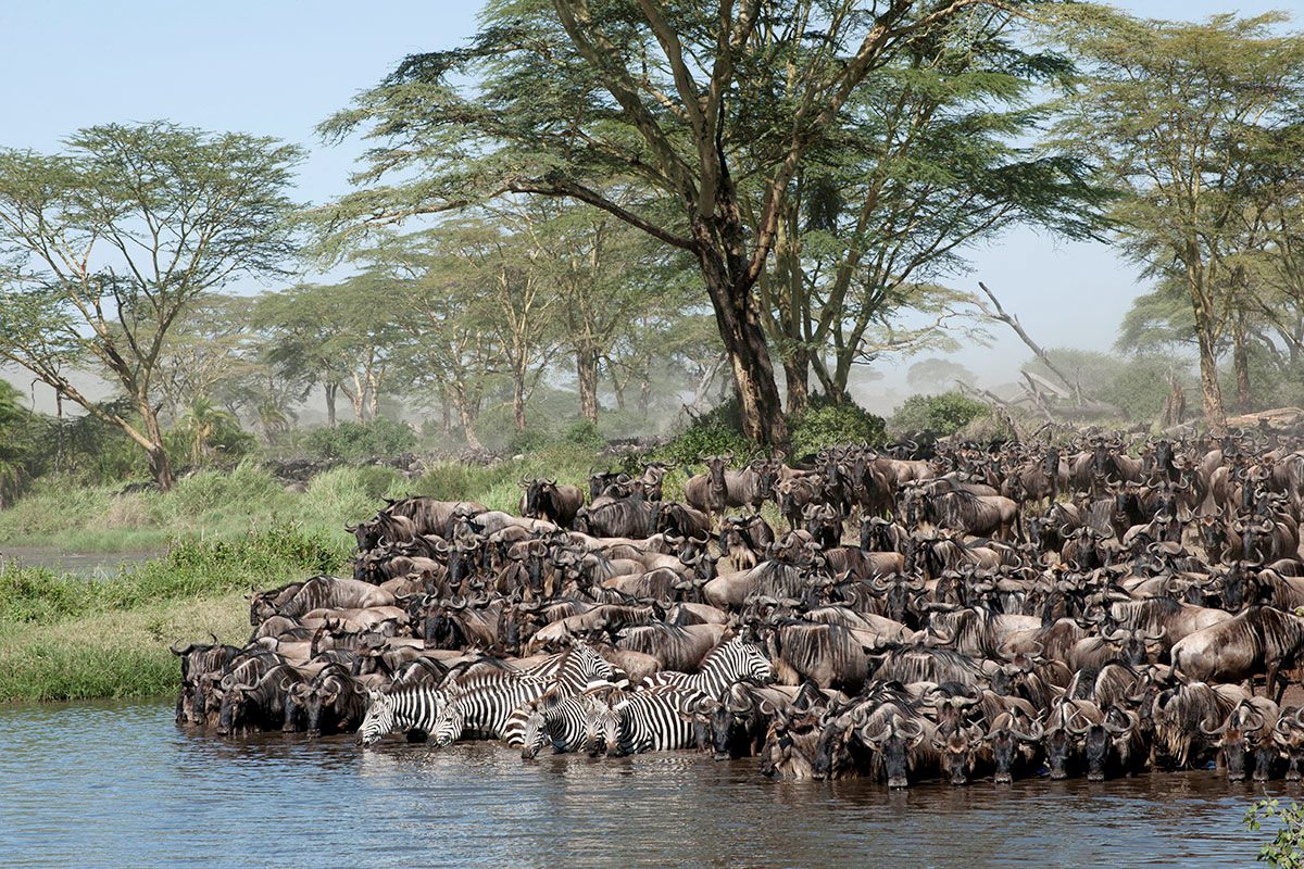 4 Days Serengeti Tanzania Adventure Tour