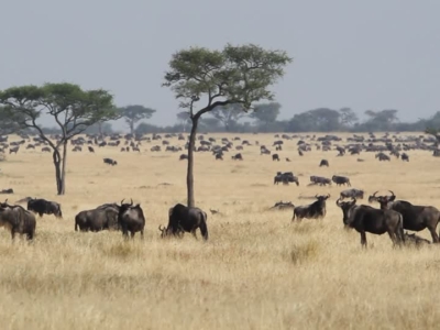 serengeti wildebeest