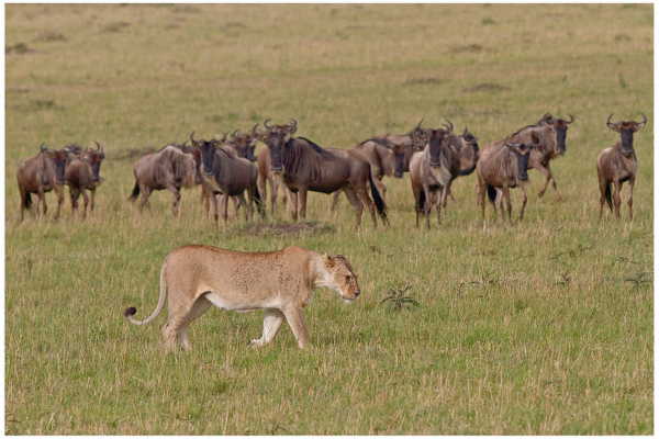 Serengeti Migration Safari in Tanzania