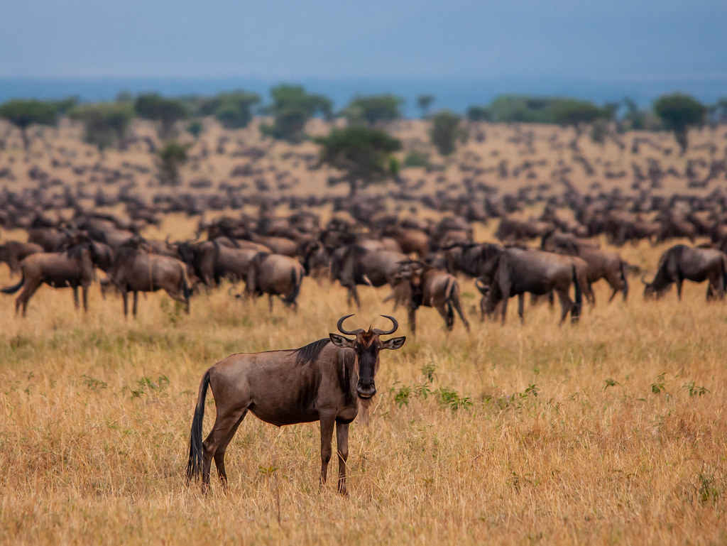 9 Days Serengeti Migration Safari