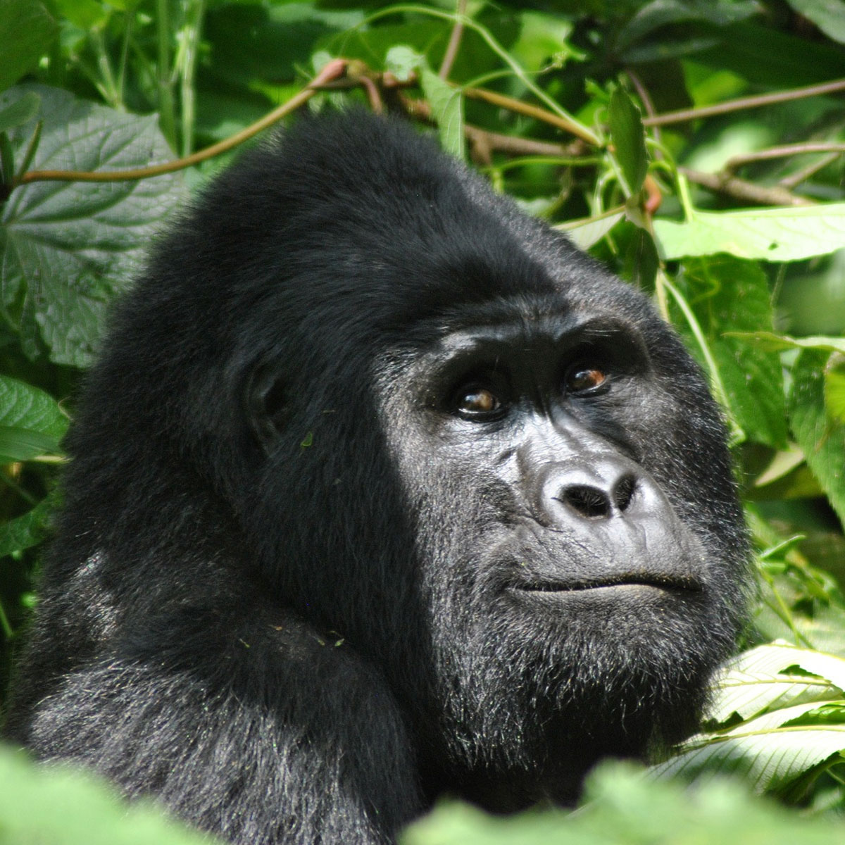 5 Days Rwanda Gorillas & Chimpanzee Trekking Tour
