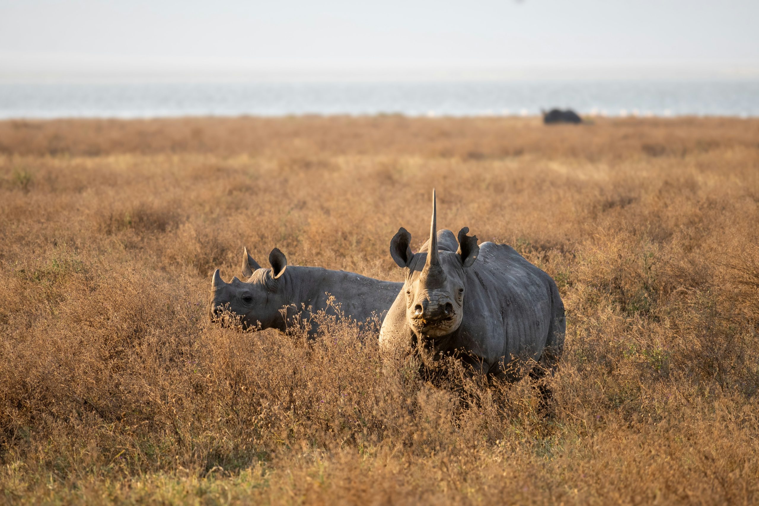 7 Days Luxury Serengeti Migration Safari